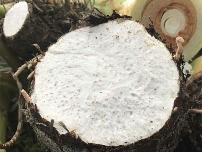 广西特产正宗荔浦芋头蔬菜现挖槟榔芋香芋餐饮火锅量大一件批发图3