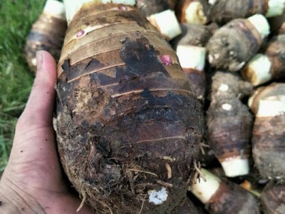 广西特产正宗荔浦芋头蔬菜现挖槟榔芋香芋餐饮火锅量大一件批发图5