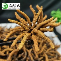 西藏那曲冬虫夏草虫草 5000 条 4000 条 3000条 2000 条一件代发