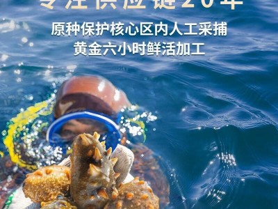 珍品堂大连海参 辽参 刺参 海参鲜食 精品佛跳墙成品加热即食海参图3