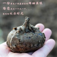广西桂林特产荔浦马蹄苗脆甜无渣荸荠苗