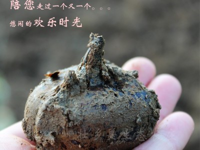 广西桂林特产荔浦马蹄苗脆甜无渣荸荠苗图2