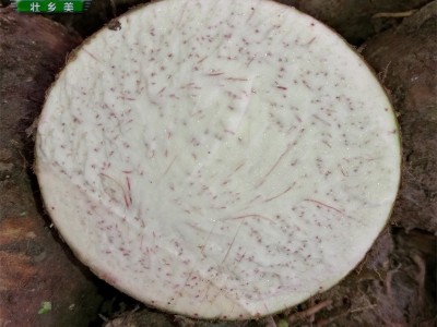 蔬菜芋头广西荔浦芋头批发芋头甜品店酒店专供图2