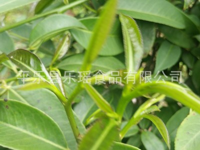 厂家供应广西特产石崖茶 候摘茶云雾茶 散装石崖茶批发图2