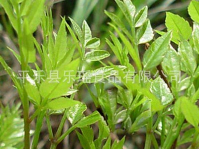 供应地摊饮料凉茶 溪黄茶藤茶 凉茶下火茶溪黄草批发图2