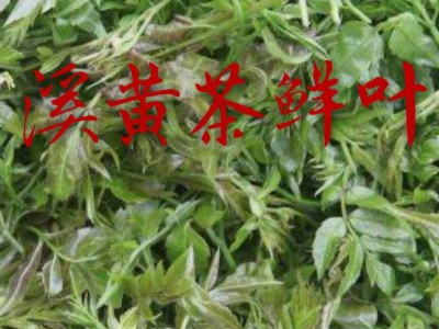 供应地摊饮料凉茶 溪黄茶藤茶 凉茶下火茶溪黄草批发图5