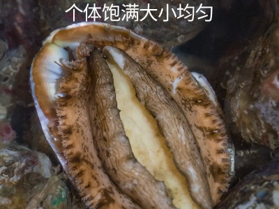 厂家直供3_12 鲍鱼批发 福建东山带壳活冻大鲍鱼餐饮酒店食材供应图3