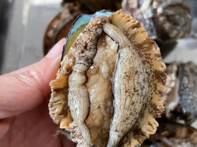 厂家直供3_12 鲍鱼批发 福建东山带壳活冻大鲍鱼餐饮酒店食材供应图4