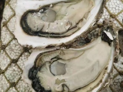 厂家直供1斤5~8个大生蚝 东山岛海鲜牡蛎肉乳山生蚝批发10斤起批图4