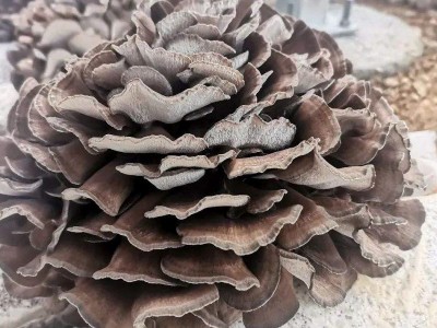 灰树花干货新货特产批发煲汤炒菜佳品图4