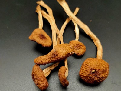 茶树菇干货新货不开伞茶树菇更嫩煲汤特产批发图2