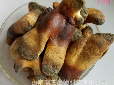 灵芝白头批发 承接代生产业务图2