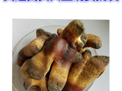 灵芝白头批发 承接代生产业务图5