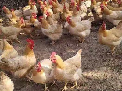 新鲜整只广东三黄鸡白切鸡土鸡散养走地鸡童子鸡生鸡肉叫花鸡烧鸡图3