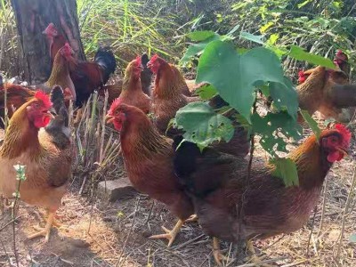 新鲜整只广东三黄鸡白切鸡土鸡散养走地鸡童子鸡生鸡肉叫花鸡烧鸡图1