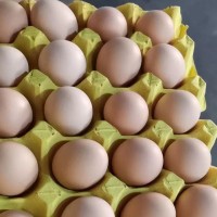 新杨黑农家散养粉壳土鸡蛋虫草鸡蛋柴鸡蛋整件批发10-11个一斤