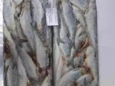 新鲜冷冻大鲱鱼 批发 片冻 海洋馆饲料 海产品图4