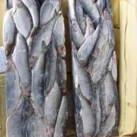 新鲜冷冻大鲱鱼 批发 片冻 海洋馆饲料 海产品