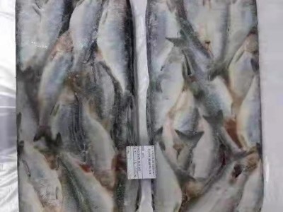 新鲜冷冻大鲱鱼 批发 片冻 海洋馆饲料 海产品图2
