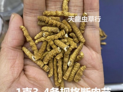 冬虫夏草 西藏 不带尾巴断虫草 肉节图4