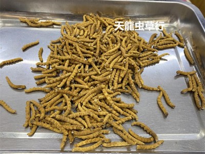 冬虫夏草 西藏 不带尾巴断虫草 肉节图5