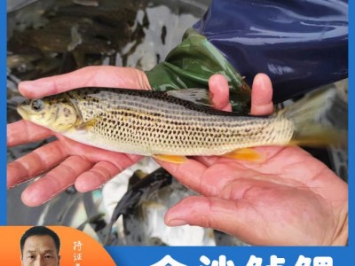 天贵水产鱼苗养殖豹纹鱼苗金沙鲈鲤渔场直发各种规格批发包活图2