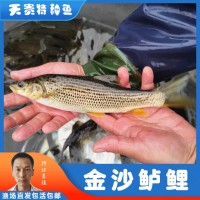 天贵水产鱼苗养殖豹纹鱼苗金沙鲈鲤渔场直发各种规格批发包活