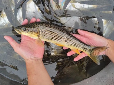 天贵水产鱼苗养殖豹纹鱼苗金沙鲈鲤渔场直发各种规格批发包活图5