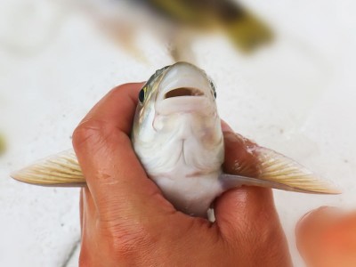 天贵渔业雅鱼苗裂腹鱼细鳞鱼淡水养殖特种鱼苗批发成活率高鱼场发图3