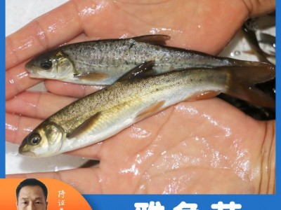 天贵渔业雅鱼苗裂腹鱼细鳞鱼淡水养殖特种鱼苗批发成活率高鱼场发图2