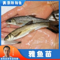 天贵渔业雅鱼苗裂腹鱼细鳞鱼淡水养殖特种鱼苗批发成活率高鱼场发