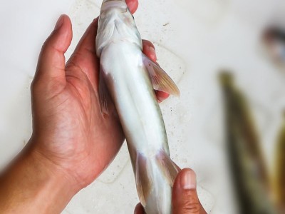 天贵渔业雅鱼苗裂腹鱼细鳞鱼淡水养殖特种鱼苗批发成活率高鱼场发图5