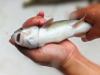 天贵渔业雅鱼苗裂腹鱼细鳞鱼淡水养殖特种鱼苗批发成活率高鱼场发图4
