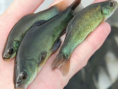 天贵水产丁桂鱼苗半淡水鱼好养活特种鱼苗养殖基地批发淡水小鱼苗图5