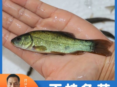 天贵水产丁桂鱼苗半淡水鱼好养活特种鱼苗养殖基地批发淡水小鱼苗图3