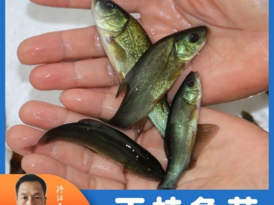 天贵水产丁桂鱼苗半淡水鱼好养活特种鱼苗养殖基地批发淡水小鱼苗图2