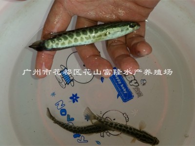 杂交黑鱼苗批发 生鱼苗 黑鱼乌鱼苗活体批发13826203296图5