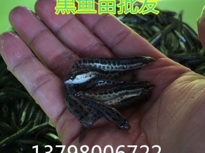 杂交黑鱼苗批发 生鱼苗 黑鱼乌鱼苗活体批发13826203296图2