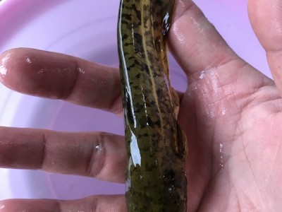 大量供应批发淡水杂交大口鲶鱼鱼苗2须鲶鱼苗价格实惠图4