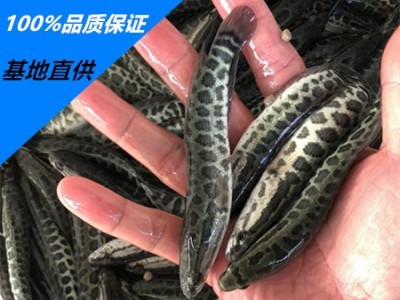 大量供应批发淡水杂交大口鲶鱼鱼苗2须鲶鱼苗价格实惠图5