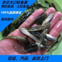 大量供应批发淡水杂交大口鲶鱼鱼苗2须鲶鱼苗价格实惠