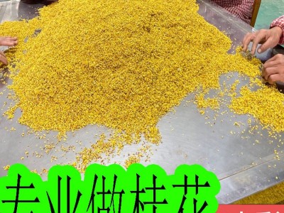 桂花 批发花草茶 桂花产地直发 桂花茶 桂花干散装 常年供应大货图3