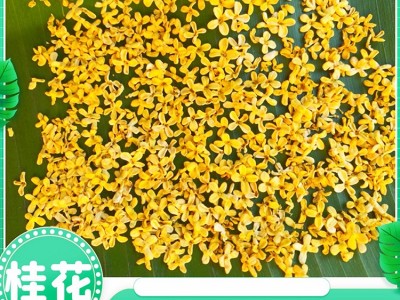 桂花 批发花草茶 桂花产地直发 桂花茶 桂花干散装 常年供应大货图2