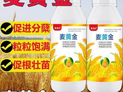 麦黄金壮苗促杆促吸收壮杆壮苗抗倒伏增产增量高产小麦叶面肥料图3