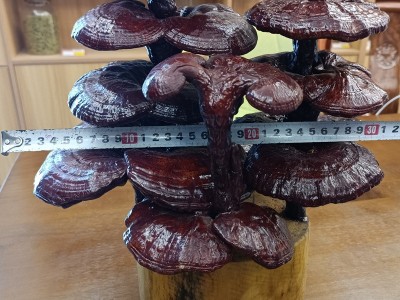 六安康顺堂灵芝盆景观赏灵芝草芝草、中华九大仙草、瑞草富贵摆件图3