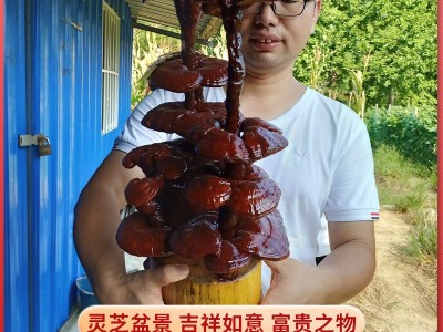 六安康顺堂灵芝盆景观赏灵芝草芝草、中华九大仙草、瑞草富贵摆件图5