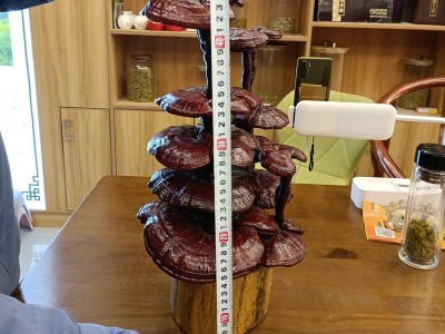 六安康顺堂灵芝盆景观赏灵芝草芝草、中华九大仙草、瑞草富贵摆件图4