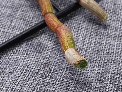 霍山新鲜有机铁皮石斛 传统滋补品 石斛鲜条 4年山里富硒铁皮石斛图3