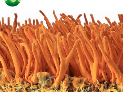 东北特产蛹虫草产地批发蛹虫体虫草花带虫体蛹体草量大价优代发图2