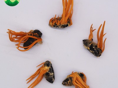 东北特产蛹虫草产地批发蛹虫体虫草花带虫体蛹体草量大价优代发图5